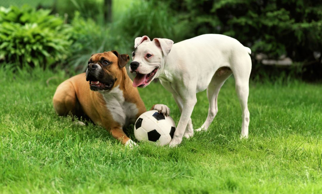 5 Best Dog Breeds for Families