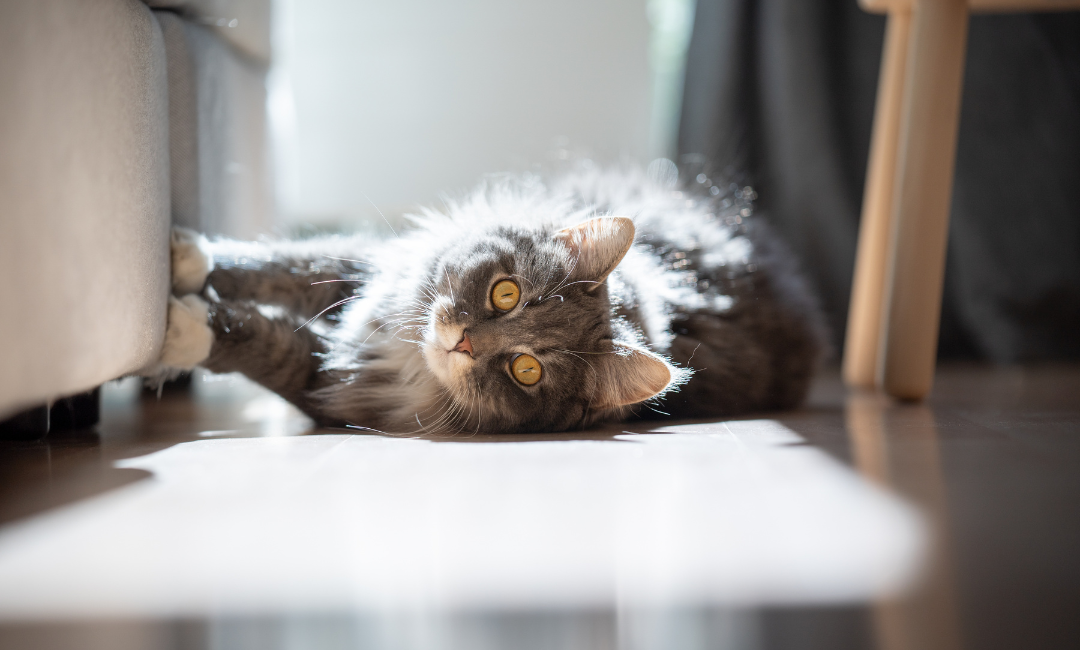 5 Tips to Keep Your Cat from Scratching Your Furniture.