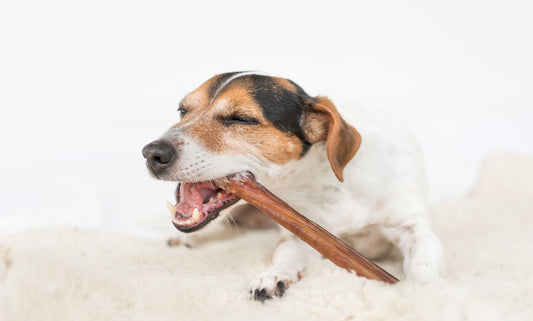 5 Dental Treats Your Dog Will Love!