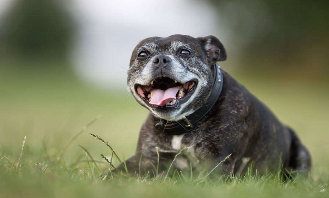 Senior Dog Nutrition and Joint Support