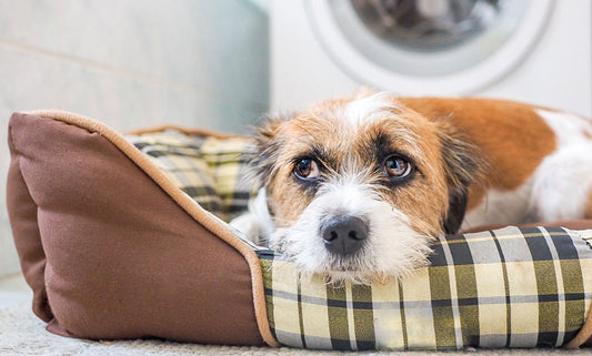 10 Tips for Dealing with Canine Anxiety