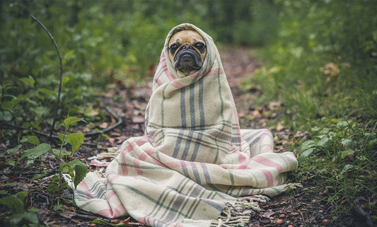 How to Capture the Best Photo of Your Pup
