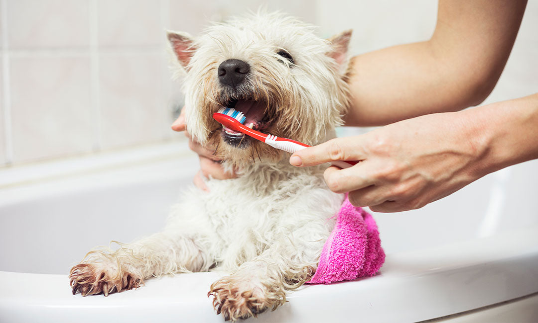 Pet-Approved Dental Treats & Chews