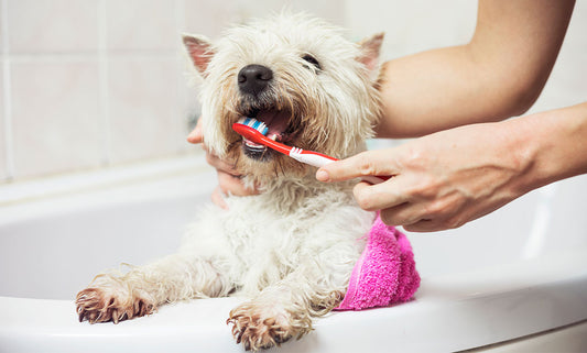 Pet-Approved Dental Treats & Chews