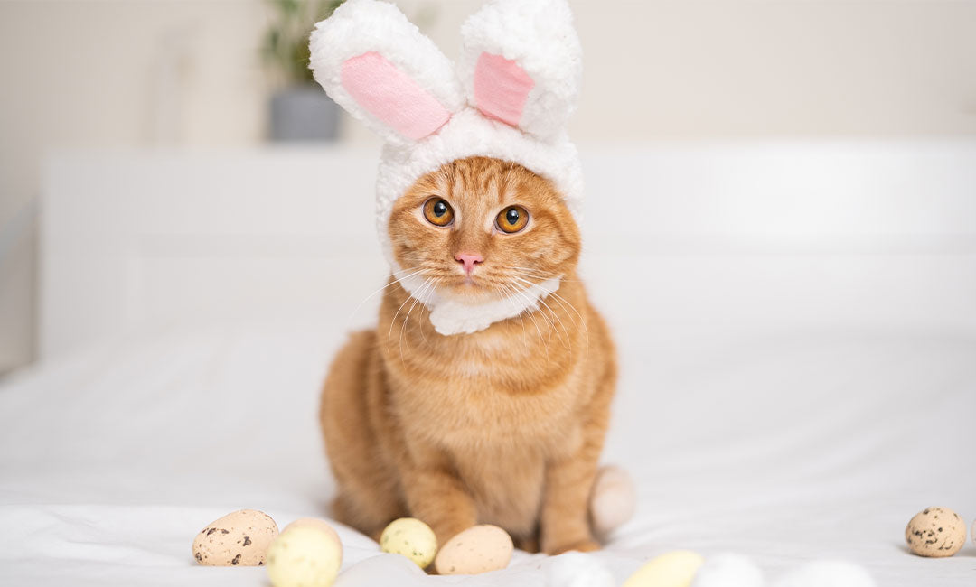 8 DIY Pet Easter Treats from Pinterest
