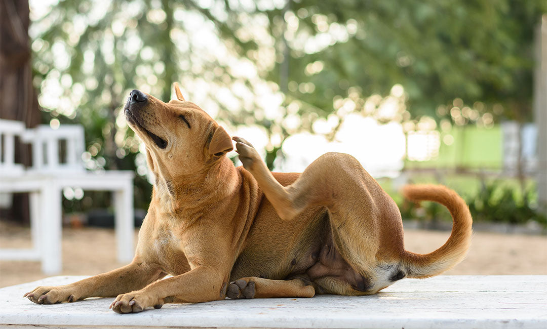 8 Tips to Prepare Your Pet for Flea & Tick Season