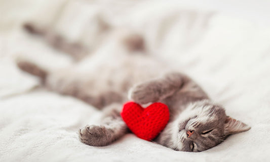 Heart-Healthy Nutrition Tips for Heart Health Month