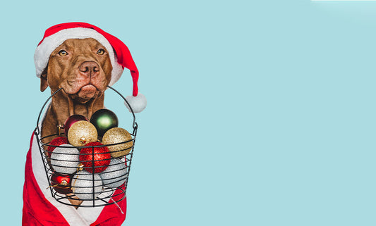 Paws & Presents: Spreading Holiday Cheer at Your Local Shelter