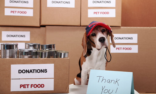 Snowy Paws and Cozy Blankets: A Guide to Winter Donations for Shelter Pets