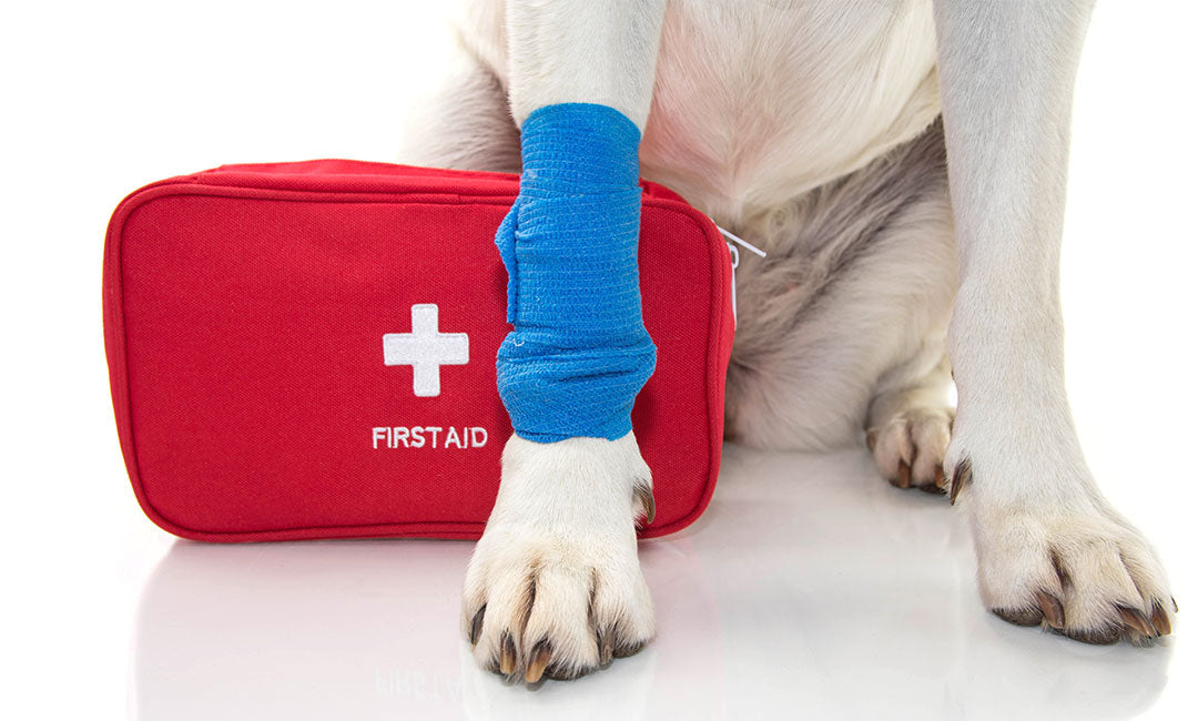 5 Things to Know About Pet First Aid