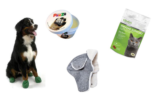 Winter Gear to Keep Your Pet Comfy & Cozy