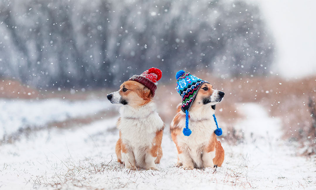 Cold Weather Care: A Guide to Winter Pet Grooming