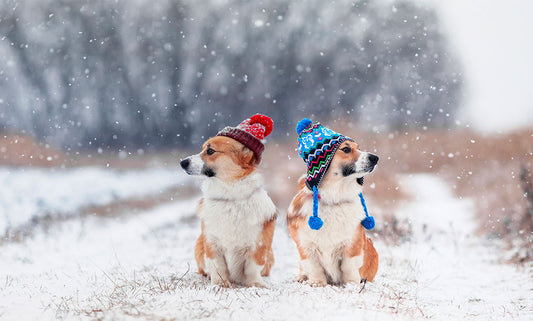Cold Weather Care: A Guide to Winter Pet Grooming