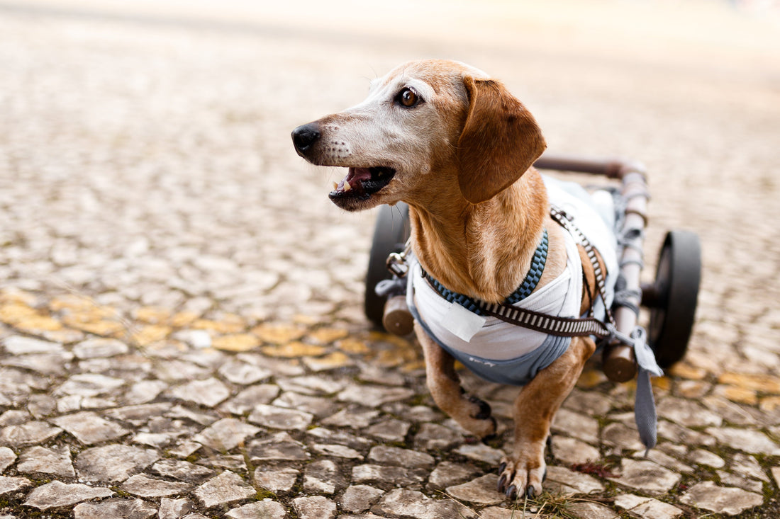 🐾 November is Senior Pet Month: Celebrating Our Golden Oldies