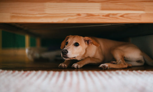 8 Calming Products to Ease Your Pup’s Anxiety