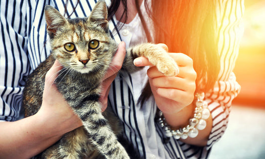 6 Things to Know About Fostering a Pet
