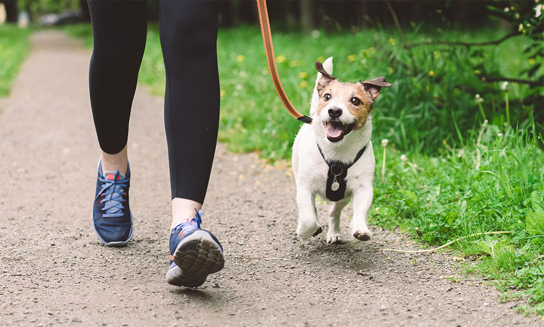 6 Stylish & Functional Leashes for Springtime Strolls