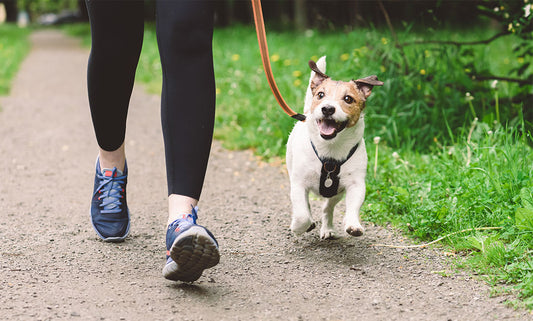 6 Stylish & Functional Leashes for Springtime Strolls