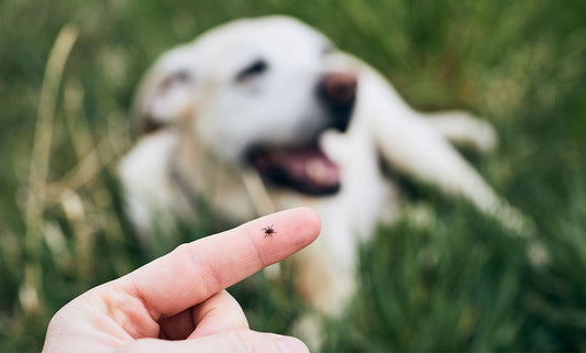 10 Lyme Disease Prevention Tips for Responsible Pet Owners