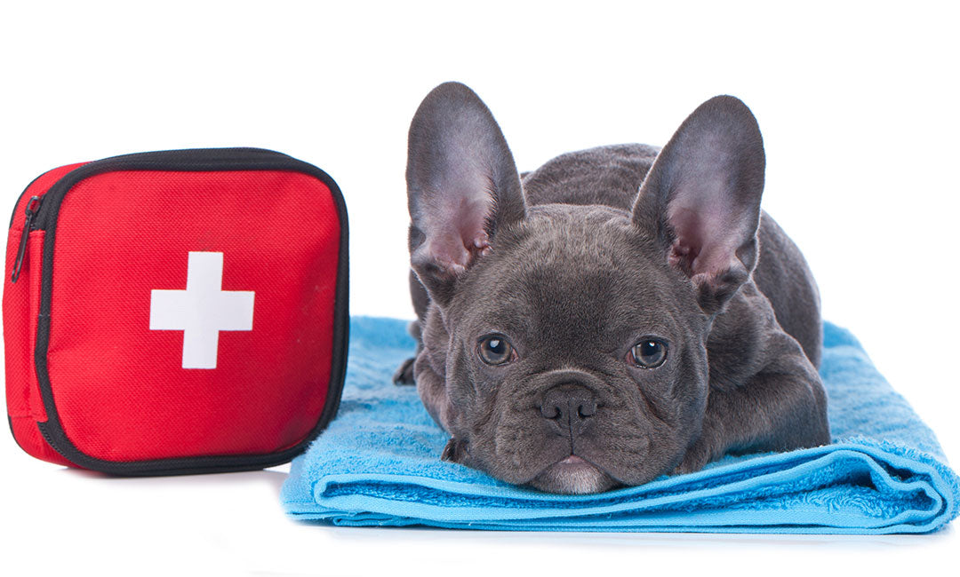 Essential Pet-First Aid Skills Every Pet Owner Should Know