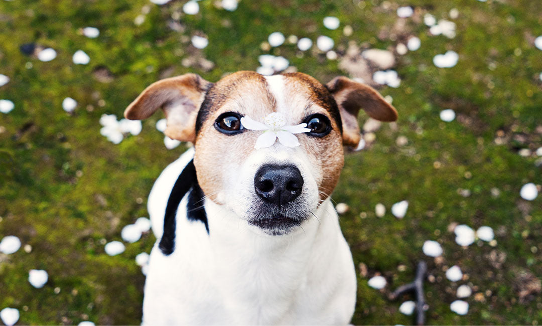 Tips for Managing Spring Allergies with Pets