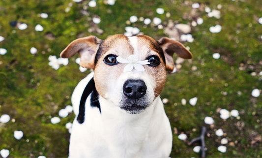 Tips for Managing Spring Allergies with Pets
