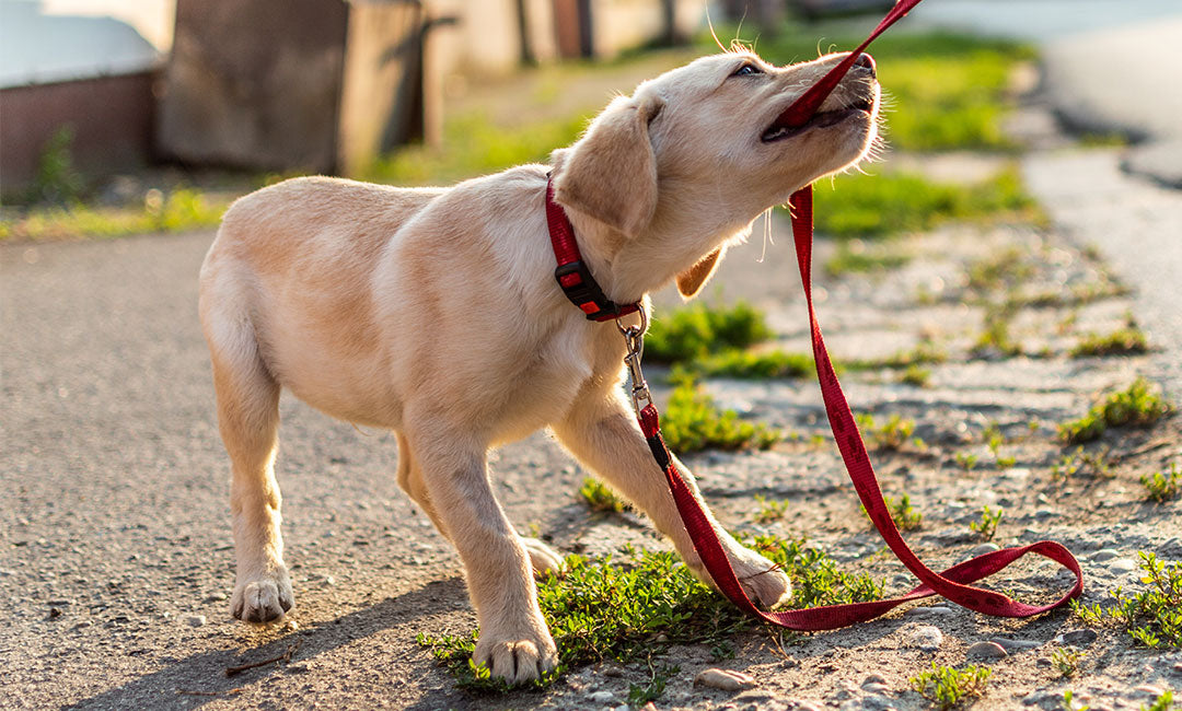 5 Puppy Training Tips to Keep You Sane