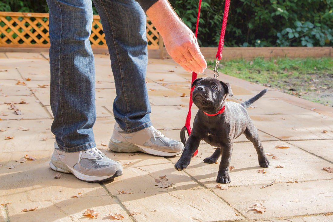 The Importance of Training Your Puppy