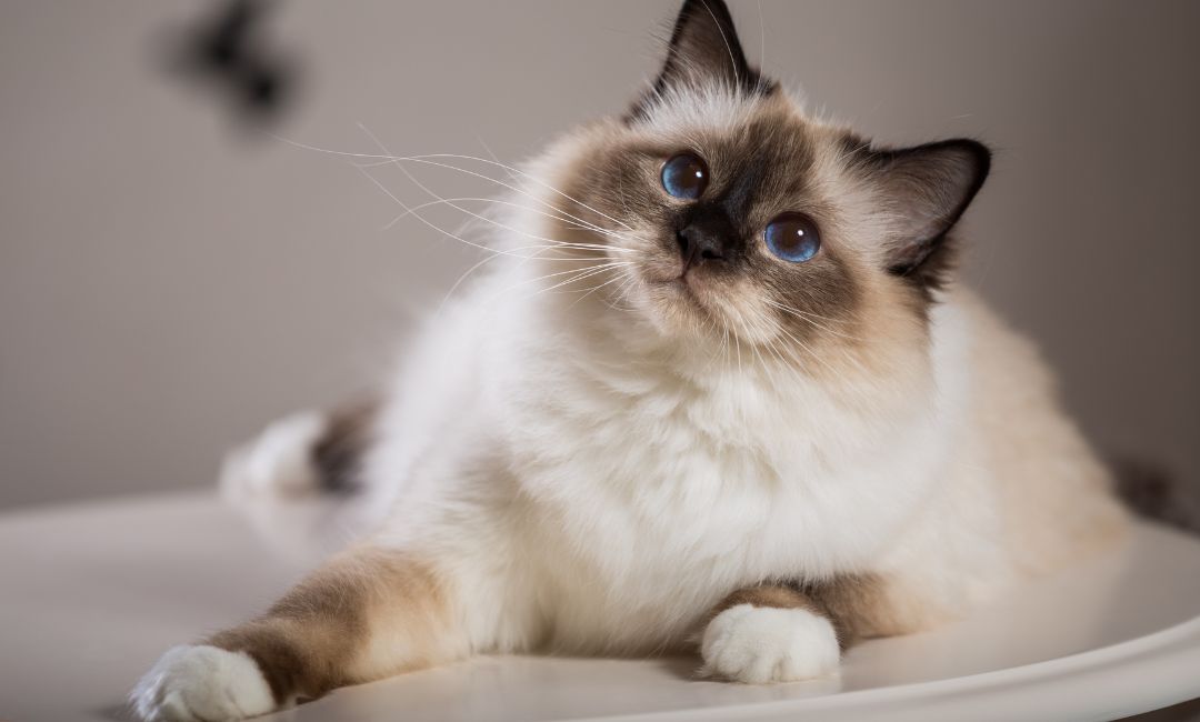 Pure Breed Cat Breeds You're Sure to Love