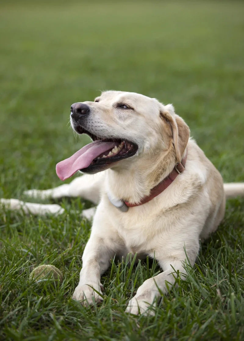 Happy senior dog with loving gaze