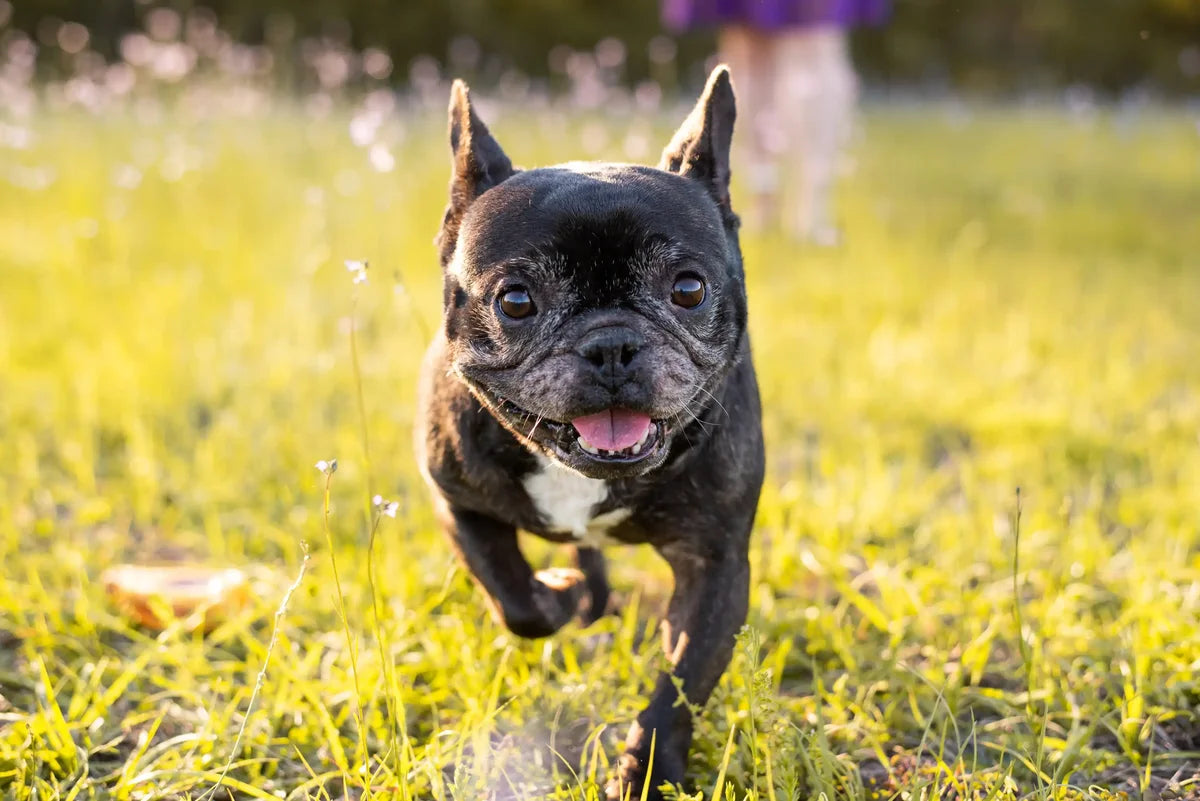 Active dog enjoying the outdoors
