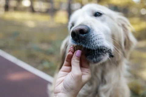 Dog eagerly taking a chew from owner's hand