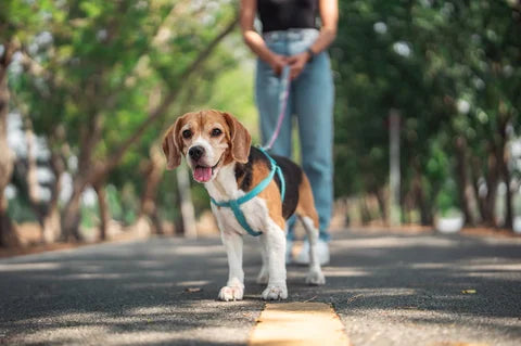 Dog on a morning walk