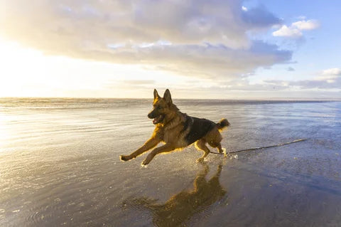 Dog playing joyfully
