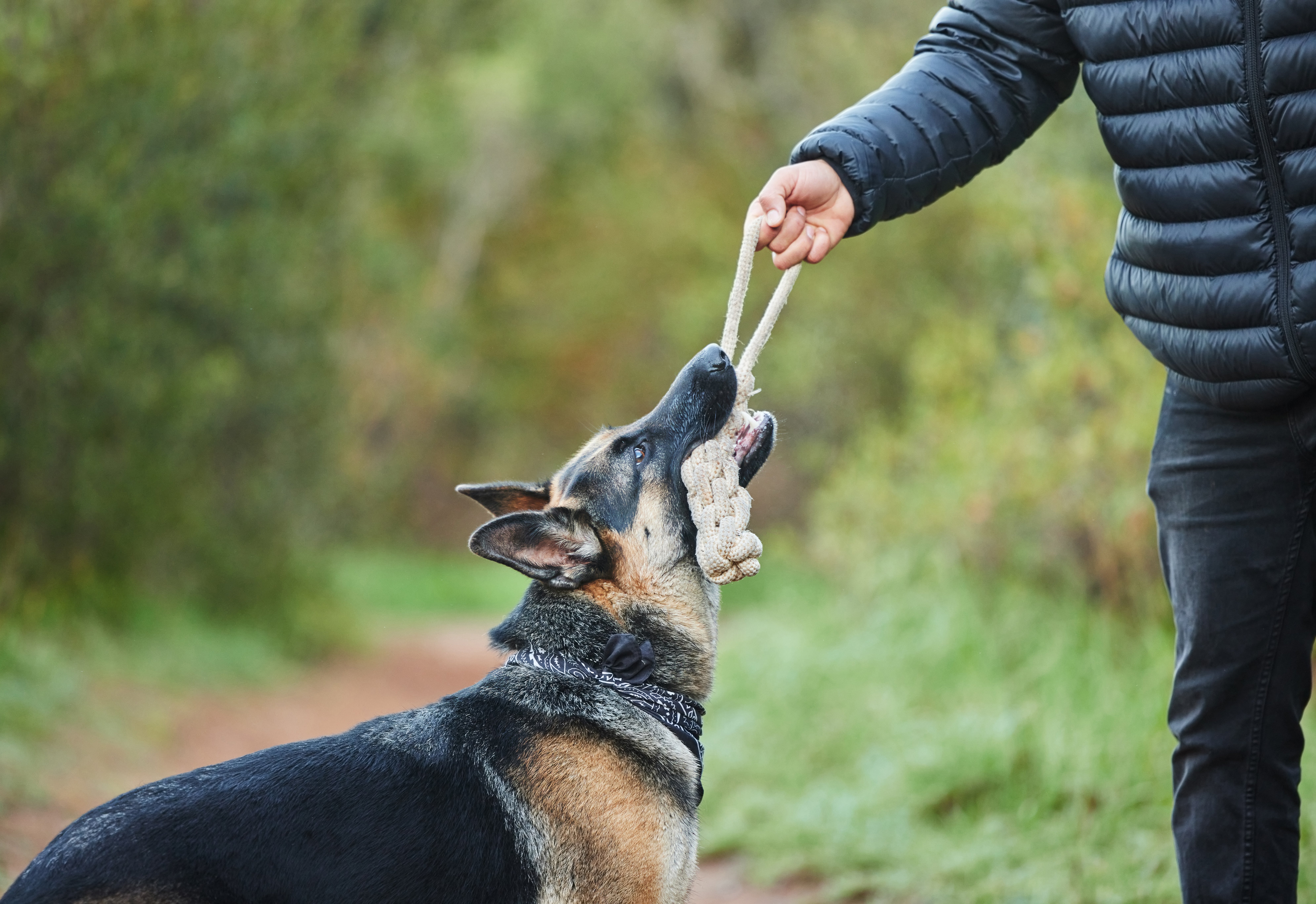 Bear the German Shepherd