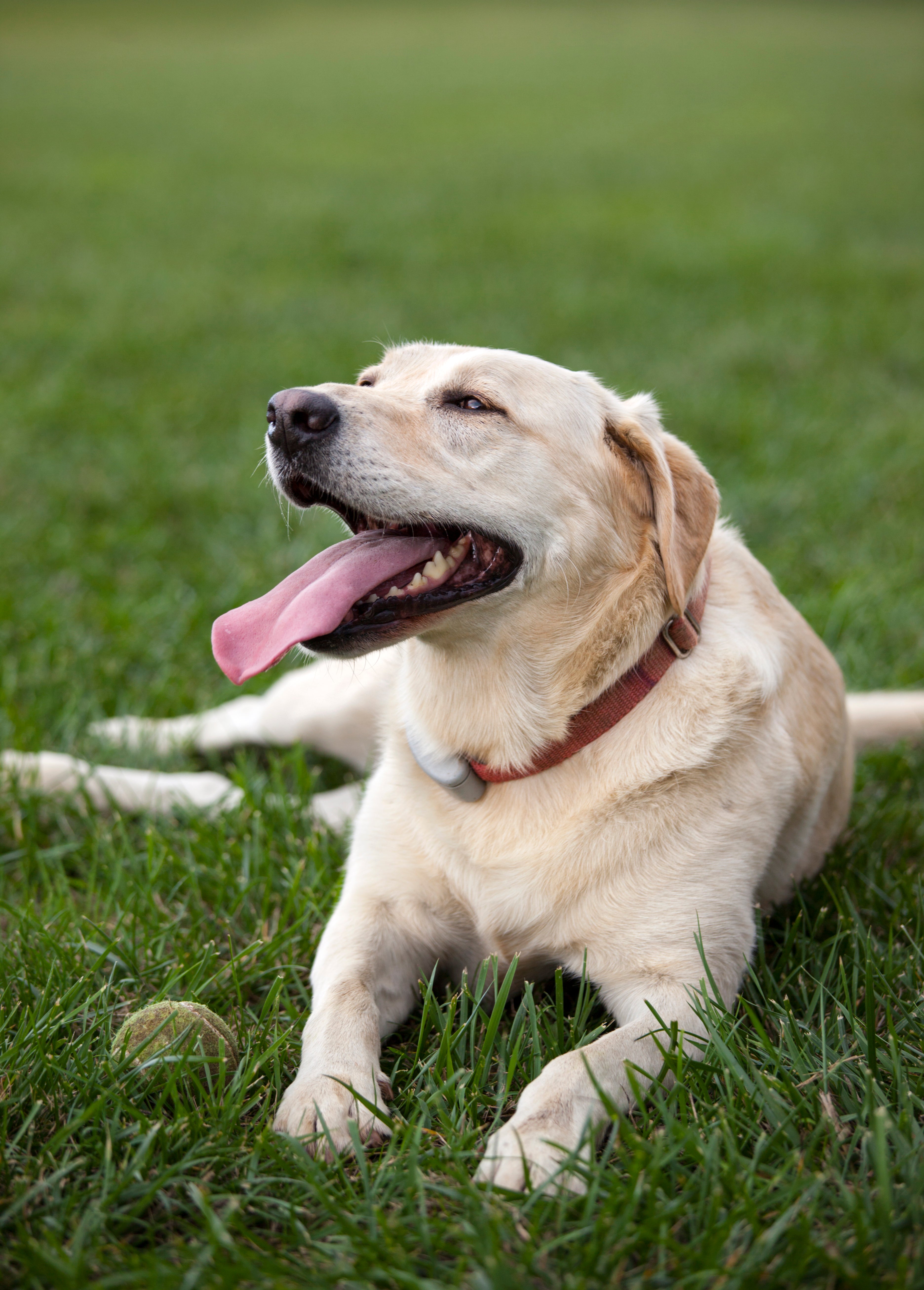 Happy senior dog with loving gaze
