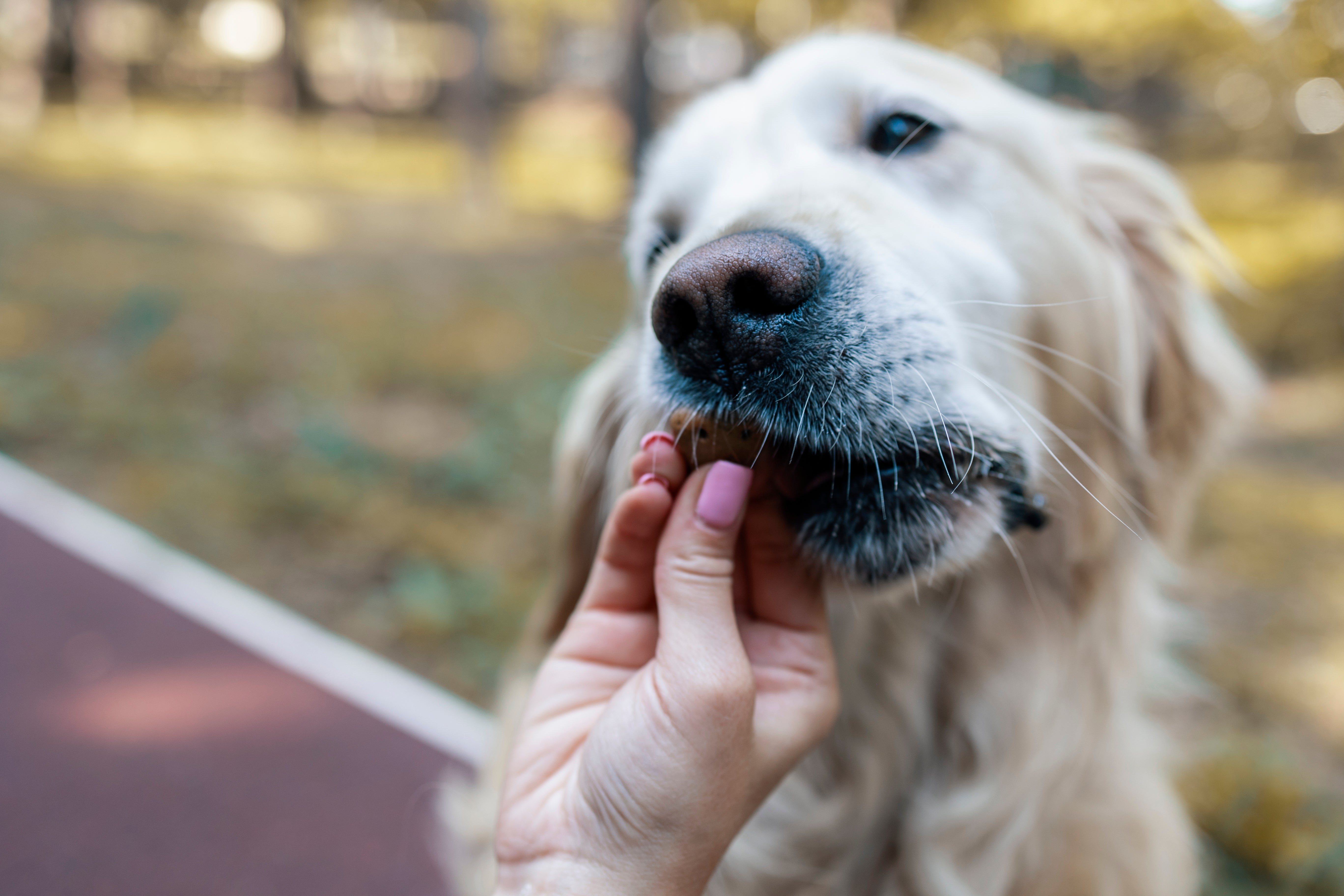 Dog eagerly taking a chew from owner's hand