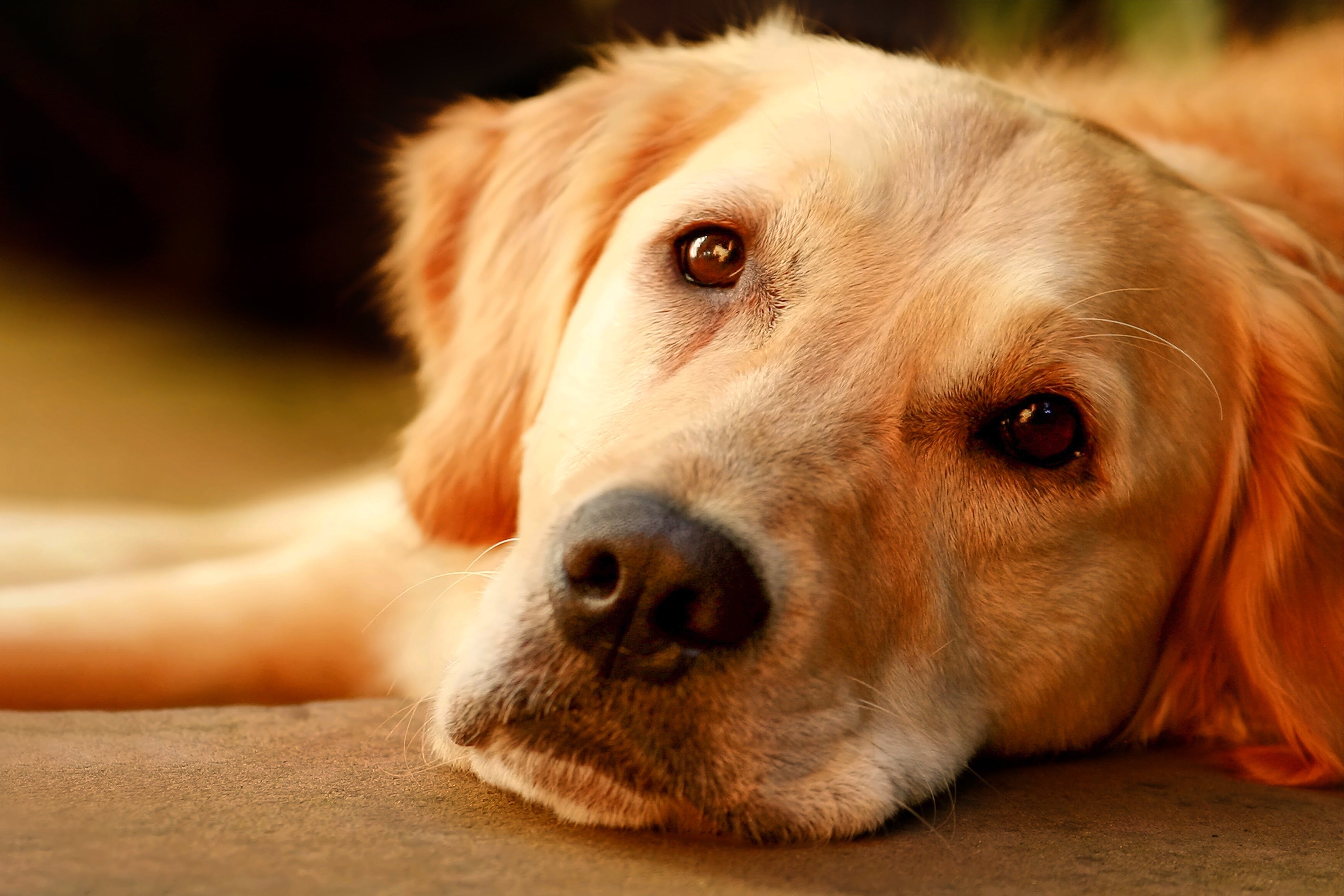 Max, a Golden Retriever