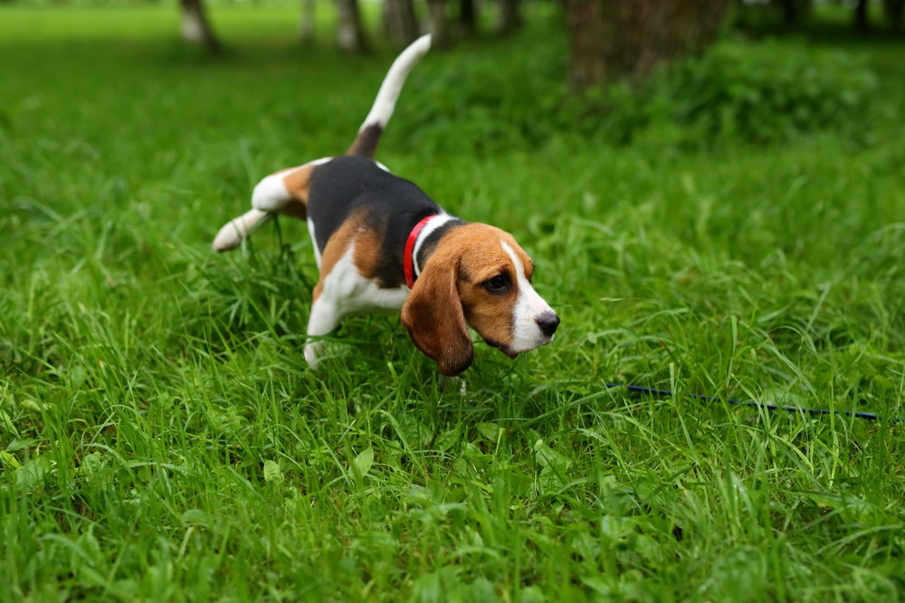 train-your-adult-dog-to-pee-outside-search-nurtured-paws