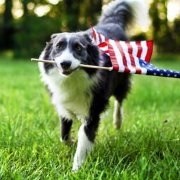 How to Keep Your Dog Safe on the 4th of July | NurturedPaws.com/Blog