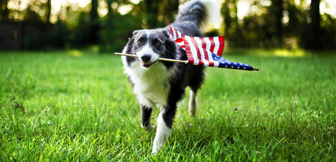 How to Keep Your Dog Safe on the 4th of July | NurturedPaws.com/Blog