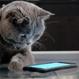 11 Cat Accounts to Follow on Instagram Right Meow | NurturedPaws.com/Blog