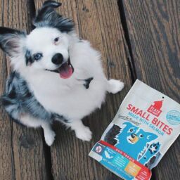 9 Gifts for Your Dog | NurturedPaws.com/Blog