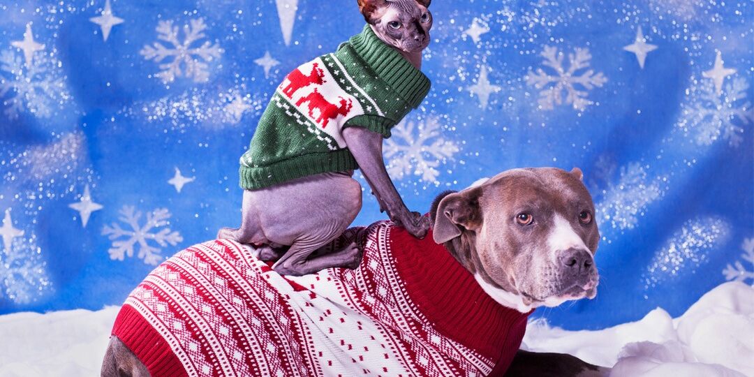 A Bunch of Cute Dogs (and Some Cats) in Sweaters | NurturedPaws.com/Blog