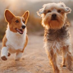 7 Ways to Spoil Your Dog on National Pet Day | NurturedPaws.com/Blog