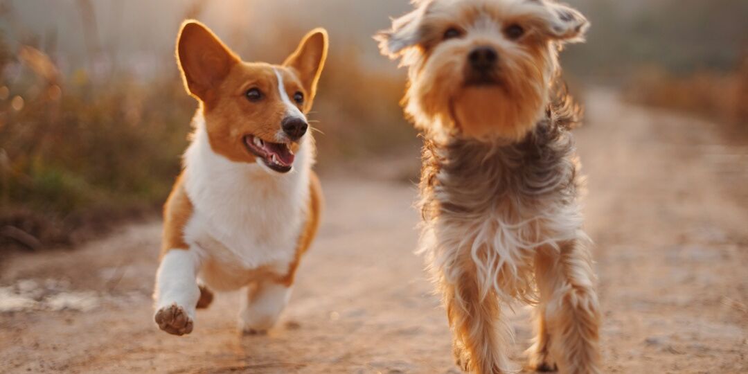 7 Ways to Spoil Your Dog on National Pet Day | NurturedPaws.com/Blog