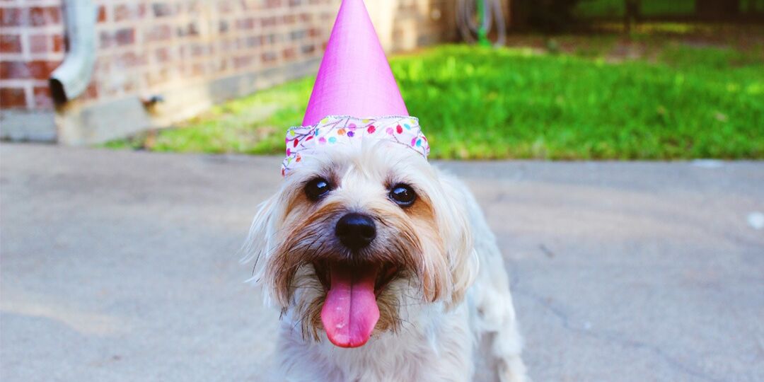 10 Ways to Spoil Your Dog Rotten on August 10 | NurturedPaws.com/Blog