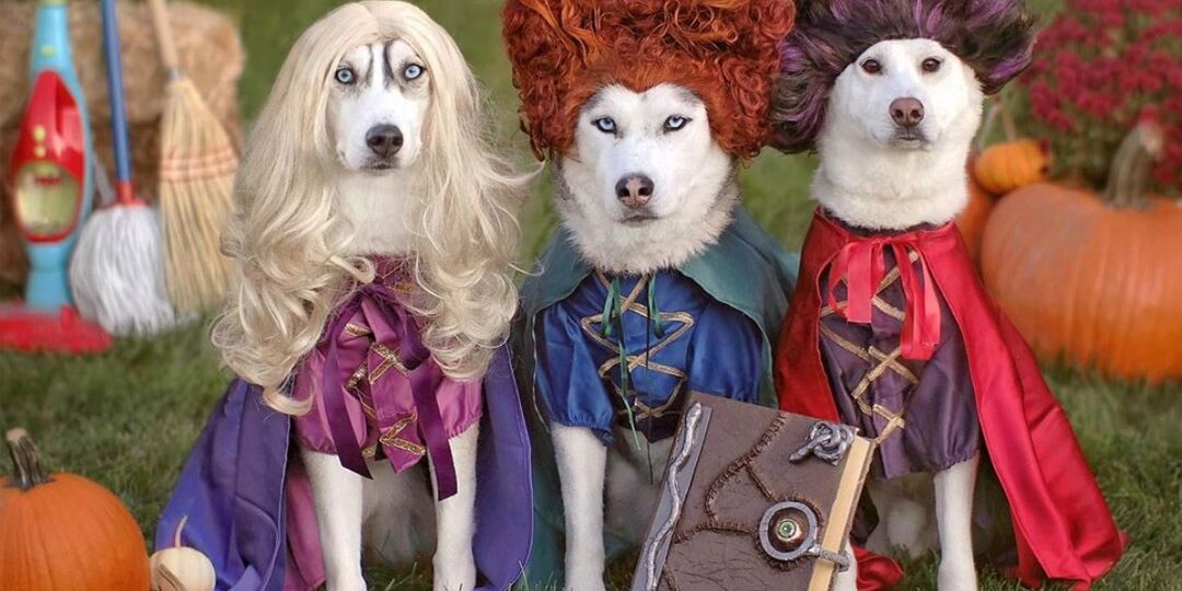 We're Losing Our Minds Over These Dogs in Halloween Costumes | NurturedPaws.com/Blog