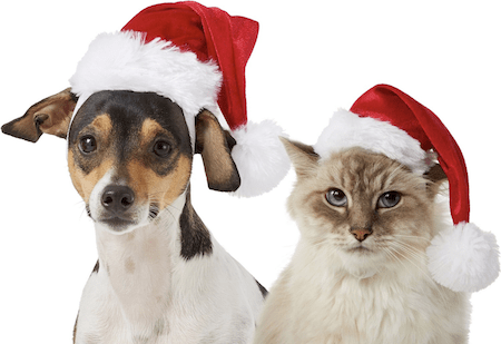 Gifts for Pets | NurturedPaws.com/Blog