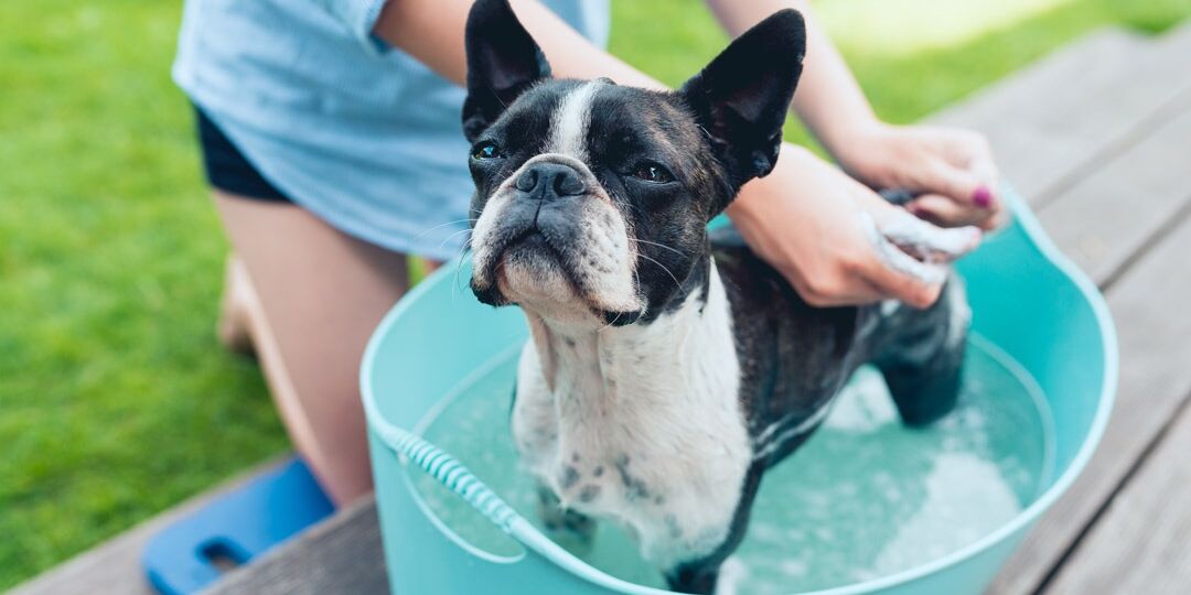 DIY Grooming Essentials | NurturedPaws.com/Blog